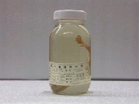 藏品(七星鱧)的圖片